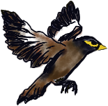 small flying mynah bird